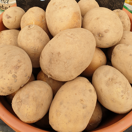 Colleen First Early Organic Seed Potato 2.5Kg