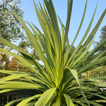 Cordyline australis