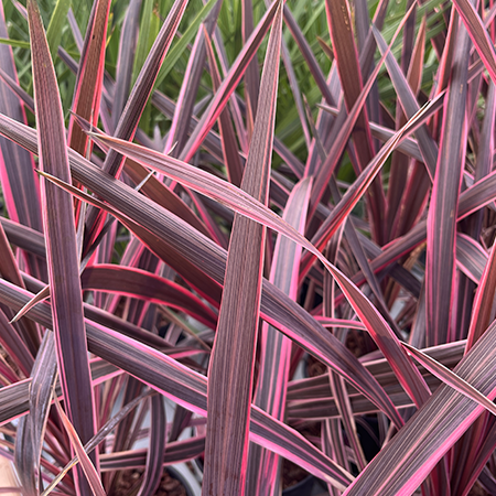 Cordyline australis Southern Splendour