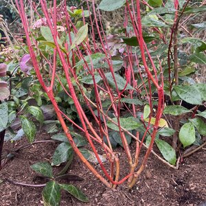 Cornus alba Sibirica