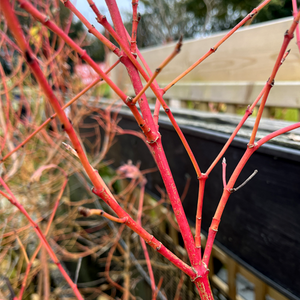 Cornus sanguinea Midwinter Fire