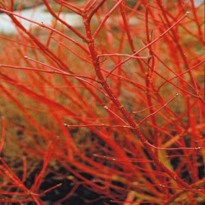 Cornus sibirica