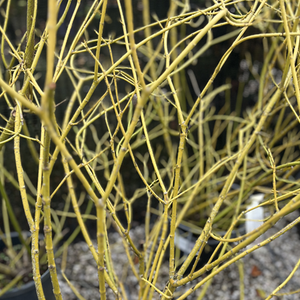 Cornus stolonifera Flaviramea