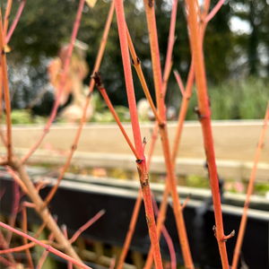 Cornus Winter Flame