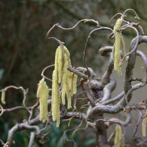 Corylus avellana