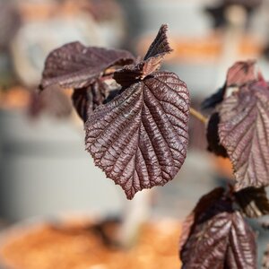 Corylus avellana Maxima Purpurea