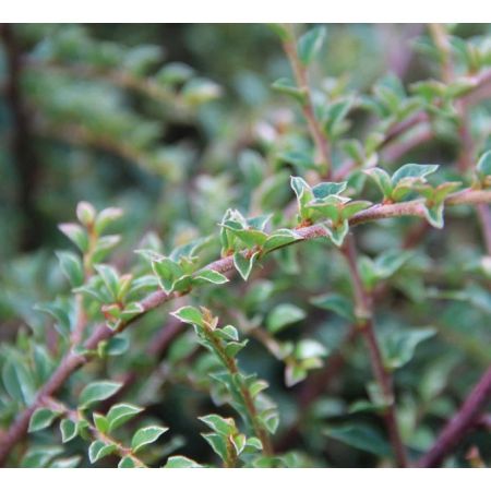 Cotoneaster atropurpurea Variegata (Horizontalis)