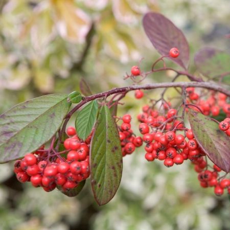 Cotoneaster frigidus Cornubia