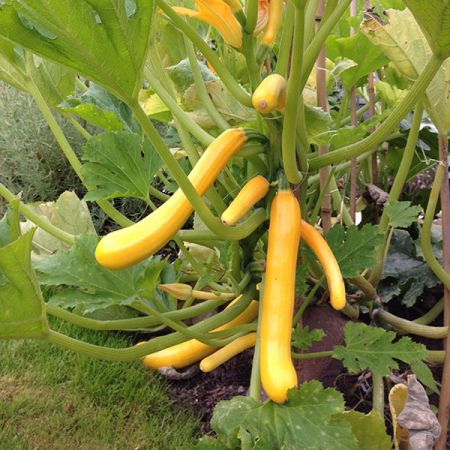 Courgette Tondo Di Nizza Seeds