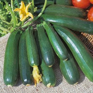 Courgette Zucchini Seeds