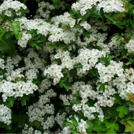 Crataegus monogyna Hawthorn