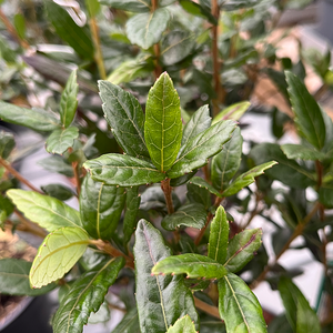 Crinodendron hookerianum  - Chile lantern tree