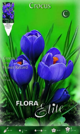 Crocus Flower Record