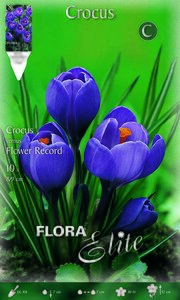 Crocus Flower Record