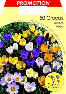 Crocus Large Flowering Mixed