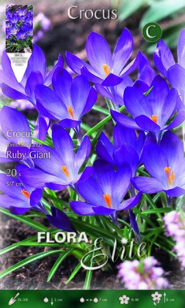 Crocus Ruby Giant