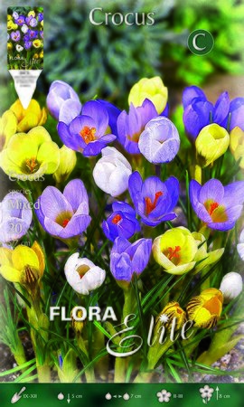 Crocus Specie Mixed