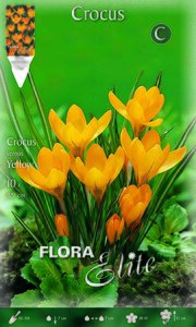 Crocus Yellow