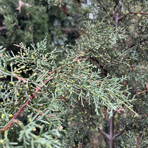 Cupressus arizonica Fastigiata - image 1