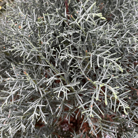 Cupressus arizonica Fastigiata - image 2