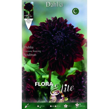 Dahlia Anemone Soulman