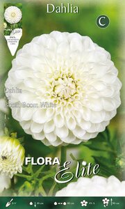 Dahlia Ball Boom Boom White