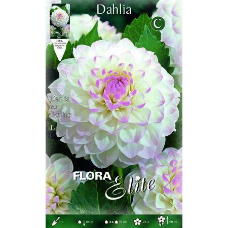 Dahlia Ball Eveline