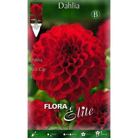 Dahlia Ball Red Cap