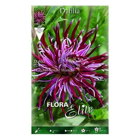 Dahlia Cactus Hollyhill Spider Woman