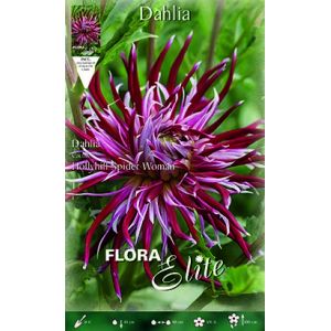 Dahlia Cactus Hollyhill Spider Woman