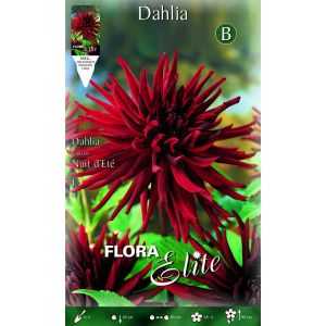 Dahlia Cactus Nuit d'Ete