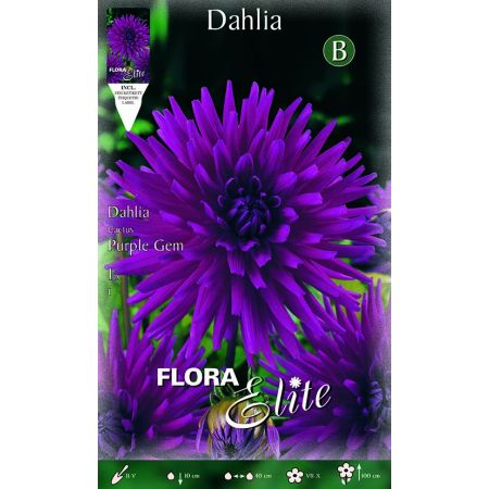 Dahlia Cactus Purple Gem