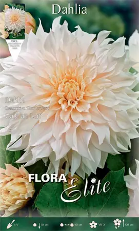 Dahlia Cafe au Lait