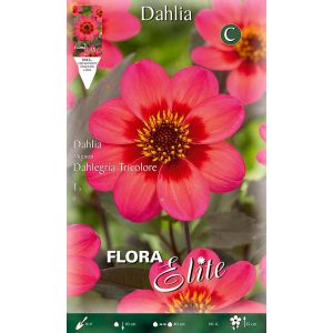 Dahlia Collarette Dahlegria Tricolore