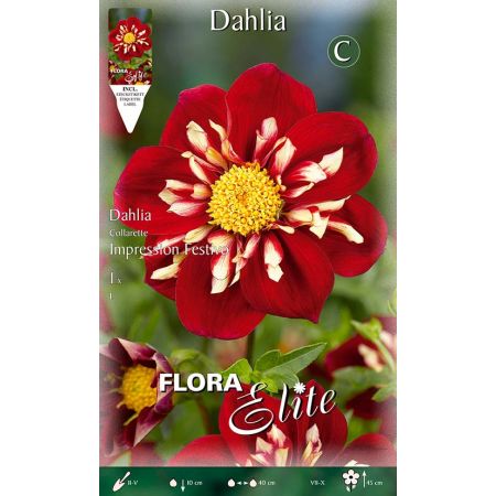 Dahlia Collarette Impression Festivo