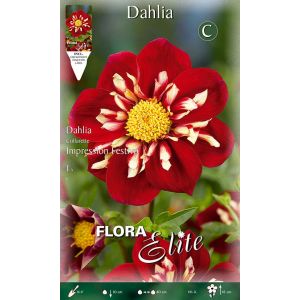 Dahlia Collarette Impression Festivo