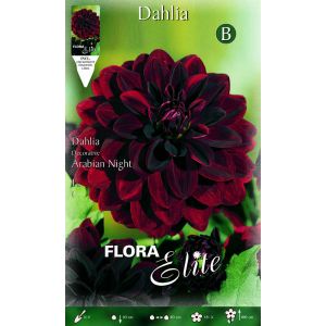 Dahlia Decorative Arabian Night