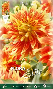 Dahlia Decorative Bodacious