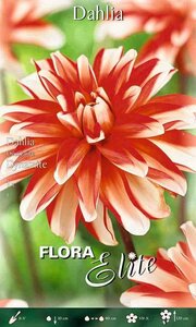 Dahlia Decorative Dynamite