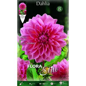 Dahlia Decorative Lucky Number