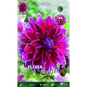 Dahlia Decorative Mero Star