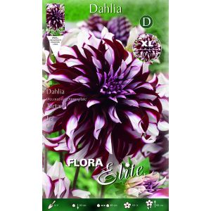 Dahlia Decorative Tartan