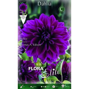 Dahlia Decorative Thomas A Edison