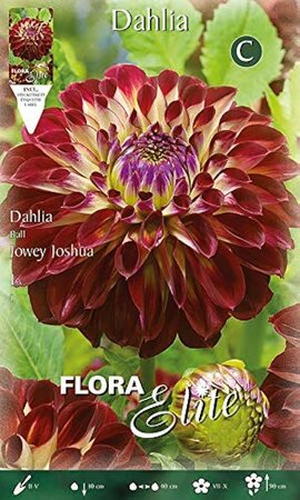 Dahlia Jowey Joshua