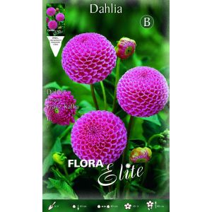 Dahlia Pompon Franz Kafka