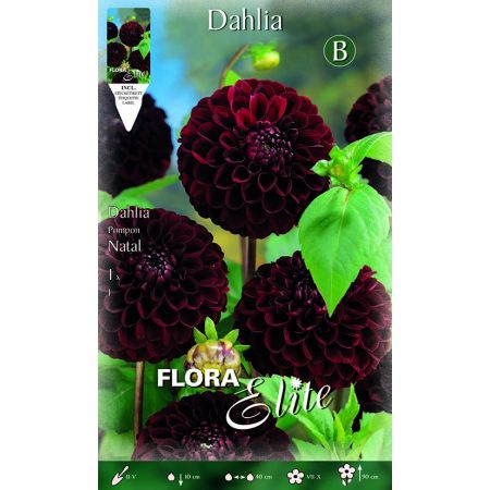 Dahlia Pompon Natal