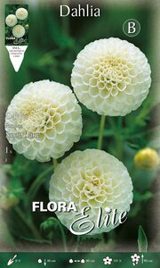 Dahlia Pompon Snowflake