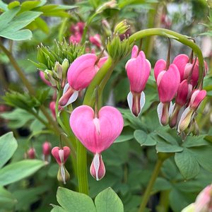 Dicentra spectabilis