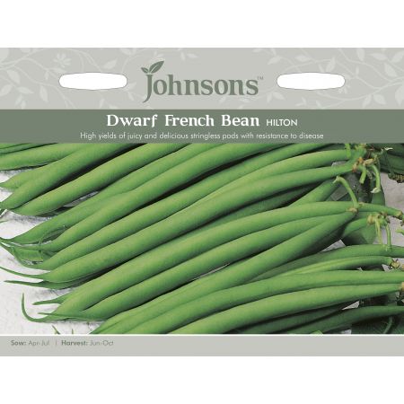 DWARF FRENCH BEAN Hilton Seeds - image 1