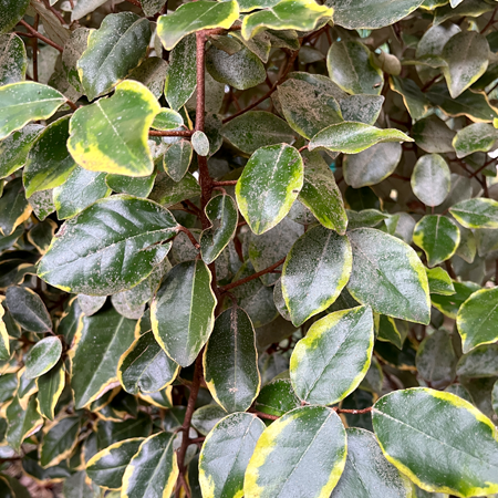 Elaeagnus ebbingei Vivileg